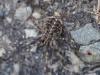 Opilio saxatilis